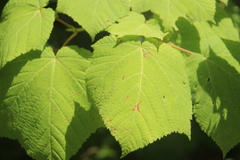 Acer tegmentosum