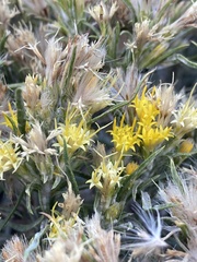 Ericameria discoidea