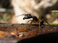 Camponotus renggeri