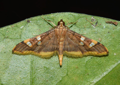 Prophantis smaragdina