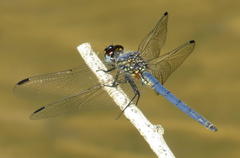 Trithemis dorsalis