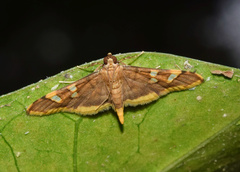 Prophantis smaragdina