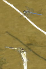 Trithemis dorsalis
