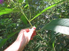 Vernonia flaccidifolia