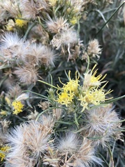 Ericameria discoidea