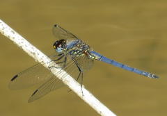 Trithemis dorsalis