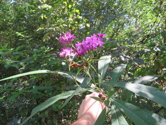 Vernonia flaccidifolia