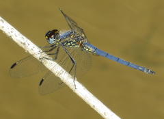 Trithemis dorsalis