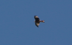 Milvus milvus