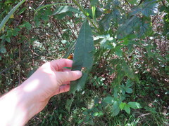 Vernonia flaccidifolia