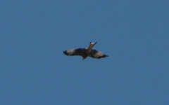Milvus milvus