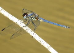 Trithemis dorsalis