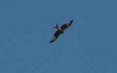 Milvus milvus