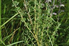 Syncolostemon subvelutinus