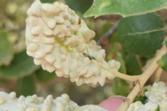 Dryomyia lichtensteinii