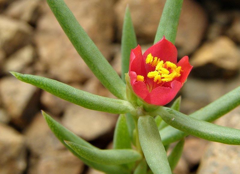 Portulaca kermesina