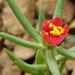 Portulaca kermesina - Photo (c) Kate Braun, some rights reserved (CC BY-NC), uploaded by Kate Braun