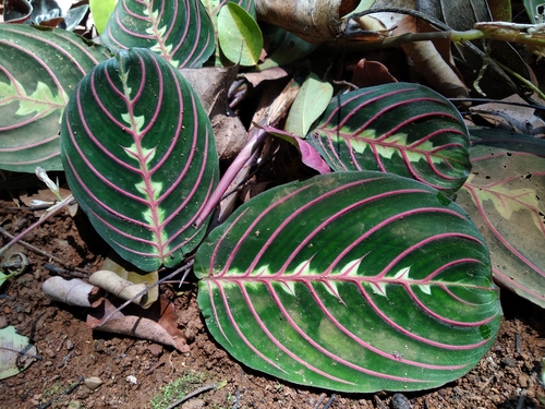 Maranta leuconeura