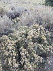 Ericameria discoidea