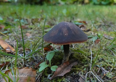 Macrocystidia cucumis cucumis