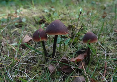 Macrocystidia cucumis cucumis