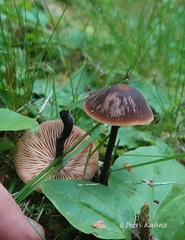 Macrocystidia cucumis cucumis