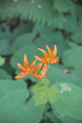 Lilium distichum