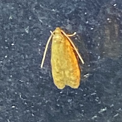 Sparganothis sulfureana