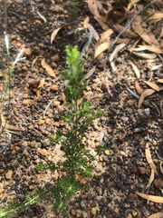 Cyanothamnus occidentalis