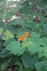 Lilium distichum