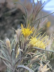 Ericameria discoidea
