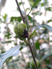 Halyomorpha halys