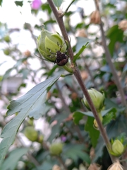 Halyomorpha halys