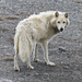Lobo Ártico - Photo (c) ken_simonite, algunos derechos reservados (CC BY-NC), uploaded by ken_simonite