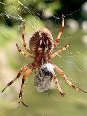 Neoscona crucifera