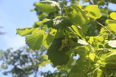 Corylus sieboldiana mandshurica