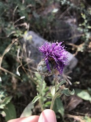 Centaurea scabiosa cephalariifolia