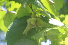 Corylus sieboldiana mandshurica