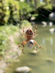 Neoscona crucifera