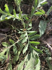 Centaurea scabiosa cephalariifolia