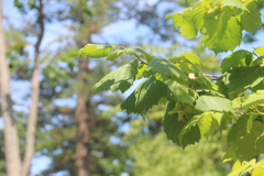 Corylus sieboldiana mandshurica