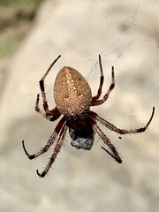 Neoscona crucifera