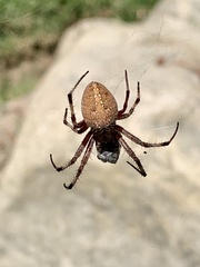 Neoscona crucifera