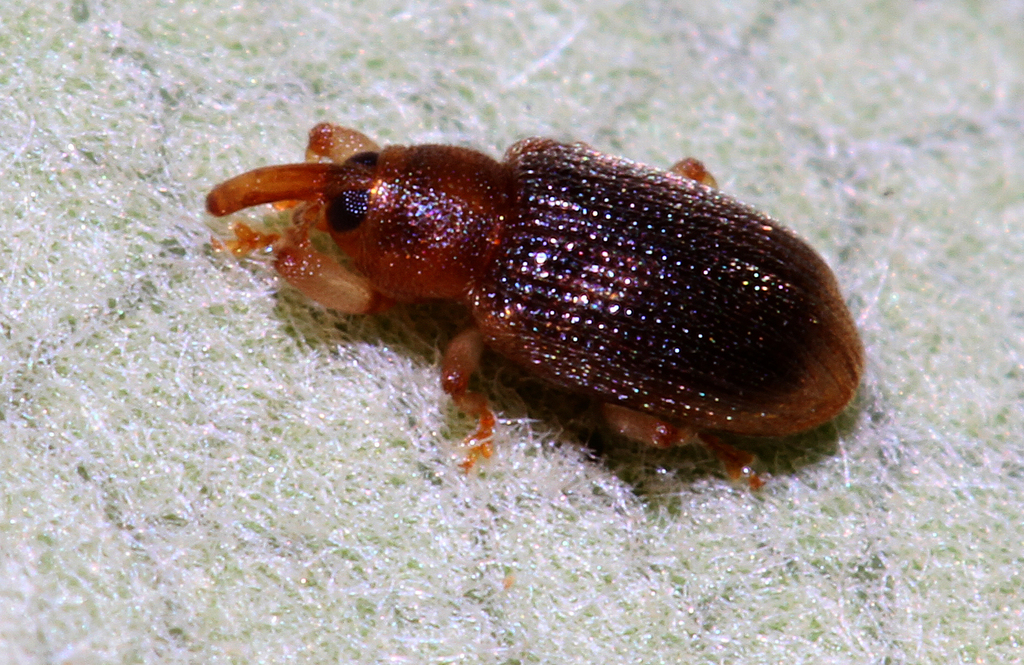 Pittosporum flower weevil
