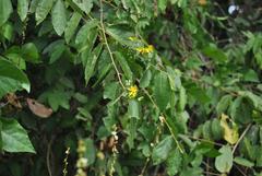 Grewia caffra