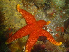 Fromia schultzei