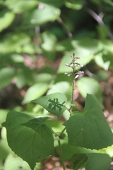 Parasenecio praetermissus