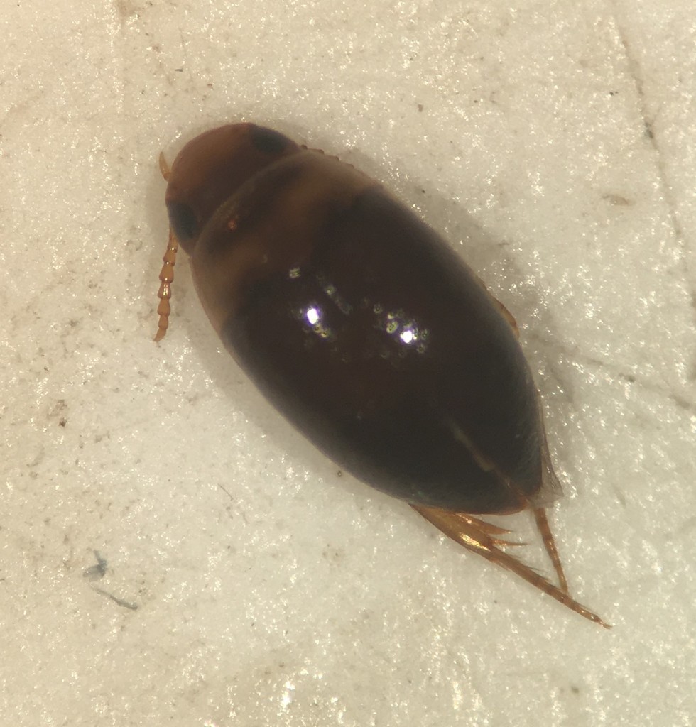 Mesonoterus