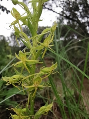 Habenaria talaensis
