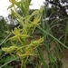 Habenaria talaensis - Photo (c) Pablo Carrillo-Reyes, some rights reserved (CC BY-NC), uploaded by Pablo Carrillo-Reyes